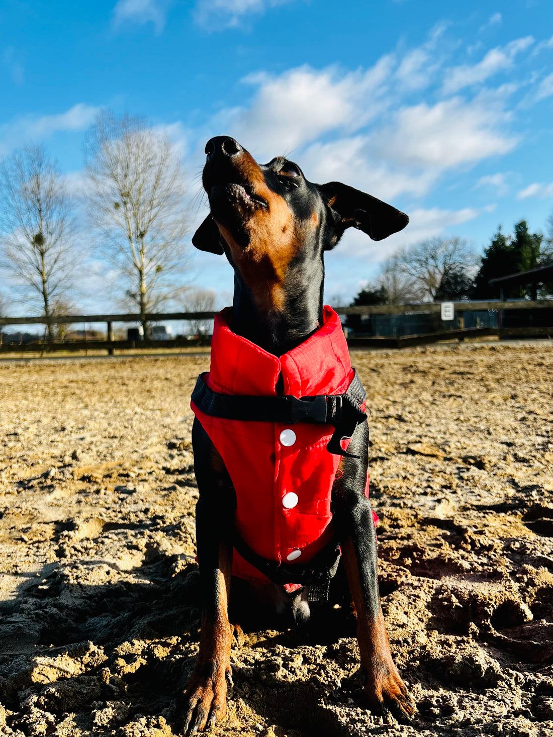 Hunde- und Katzenbedarf. Alles für deinen Vierbeiner